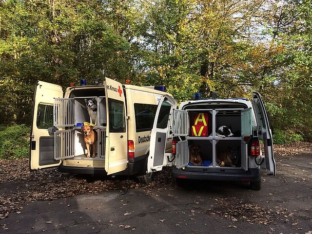 Zwei Fahrzeuge mit geöffneten Hecktüren stehen in einem bewaldeten Gebiet mit Laub auf dem Boden. In den Fahrzeugen befinden sich mehrere Transportboxen mit Hunden. Auf dem linken Fahrzeug ist die Aufschrift „Deutsches Rotes Kreuz“ zu sehen.