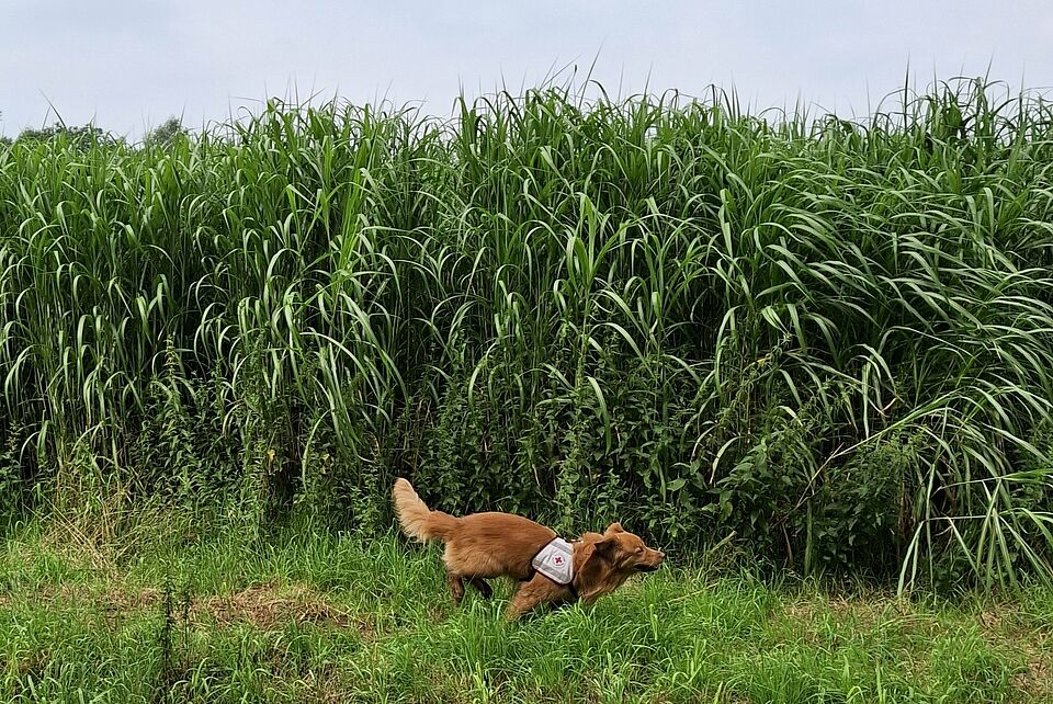 Ein brauner Hund mit einem Geschirr, auf dem ein Rotkreuz-Symbol zu sehen ist, läuft vor hohem grünen Gras entlang.