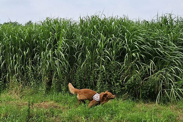 Ein brauner Hund mit einem Geschirr, auf dem ein Rotkreuz-Symbol zu sehen ist, läuft vor hohem grünen Gras entlang.