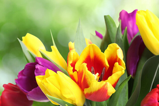 Blumenstraß bestehend aus grün-roten Tulpen