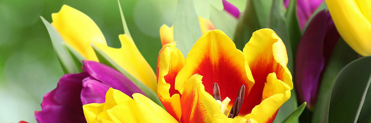 Blumenstraß bestehend aus gelb-roten Tulpen