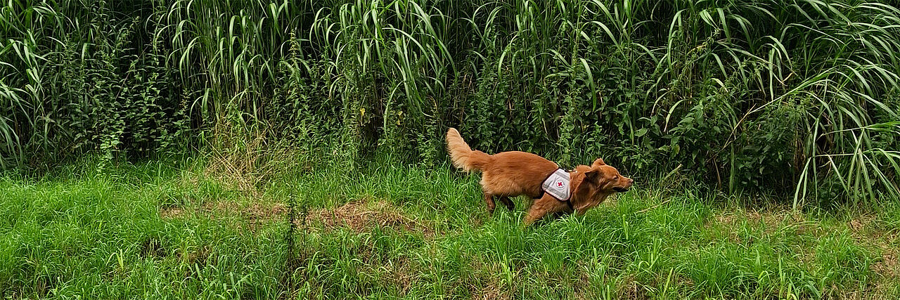 Ein Rettungshund läuft, dahinter liegt ein grünes Maisfeld.