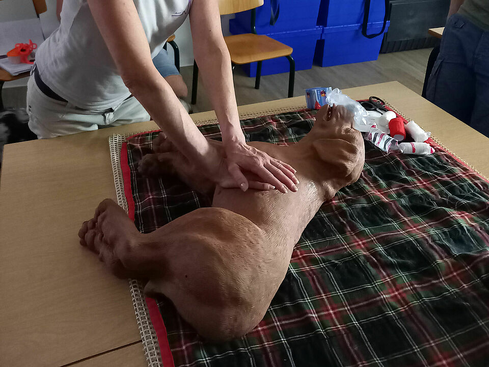 Ein Hund liegt auf einer Decke auf einem Tisch. Neben ihm sind medizinische Materialen zu sehen. Eine Person steht über dem Hund und hat ihre Hände auf dem Bauch des Hundes