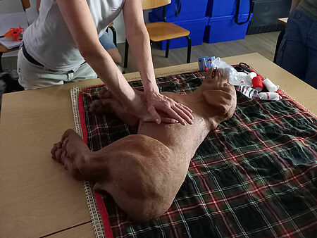 Ein Hund liegt auf einer Decke auf einem Tisch. Neben ihm sind medizinische Materialen zu sehen. Eine Person steht über dem Hund und hat ihre Hände auf dem Bauch des Hundes