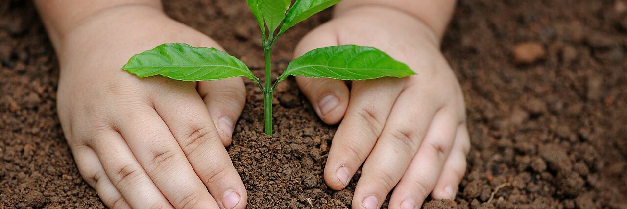 Zwei Kinderhände pflanzen eine kleine grüne Pflanze in die Erde